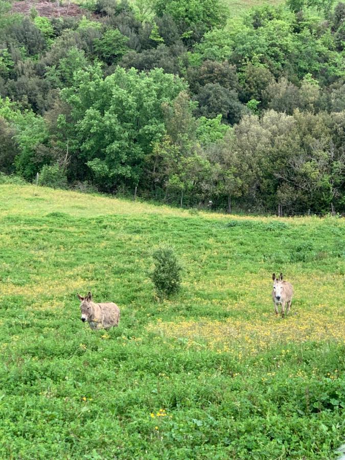 Podere le Mulina Castiglione dʼOrcia Eksteriør bilde
